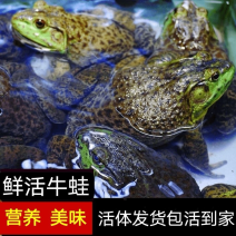 活牛蛙活体配送广东地区配送到店（批发非零售）50斤起