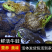活牛蛙活体配送广东地区配送到店（批发非零售）50斤起
