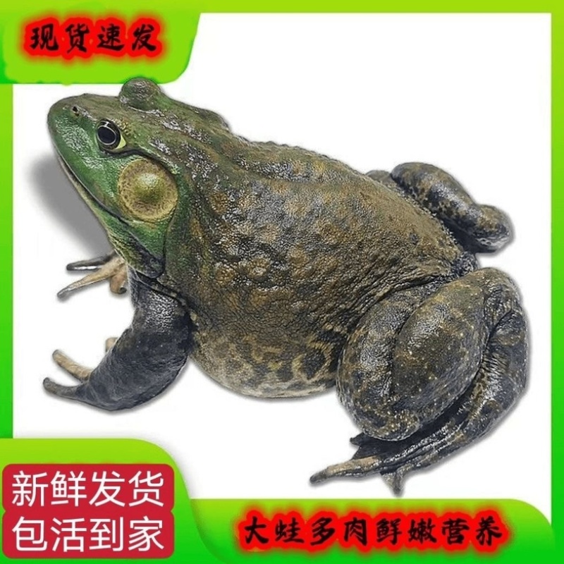活牛蛙活体配送广东地区配送到店（批发非零售）50斤起