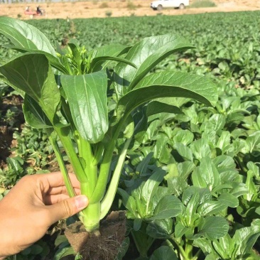 正源大种80天菜心种子油绿甜脆无渣茎苔粗大菜场优选矮脚绿