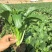 正源大种80天菜心种子油绿甜脆无渣茎苔粗大菜场优选矮脚绿