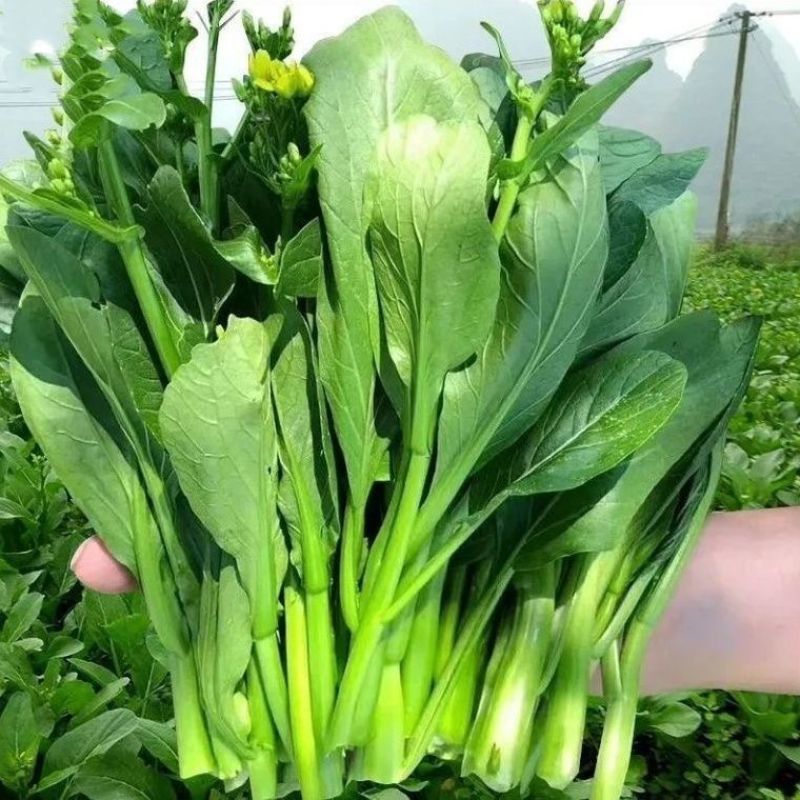正源大种80天菜心种子油绿甜脆无渣茎苔粗大菜场优选矮脚绿