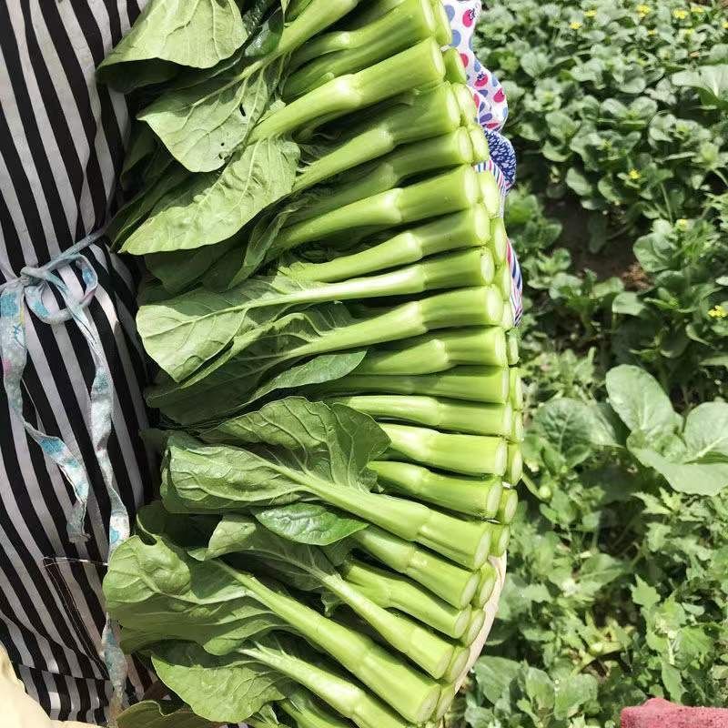 正源大种80天菜心种子油绿甜脆无渣茎苔粗大菜场优选矮脚绿