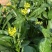 正源大种80天菜心种子油绿甜脆无渣茎苔粗大菜场优选矮脚绿