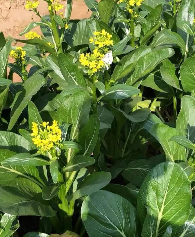 正源大种80天菜心种子油绿甜脆无渣茎苔粗大菜场优选矮脚绿
