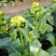 正源大种80天菜心种子油绿甜脆无渣茎苔粗大菜场优选矮脚绿