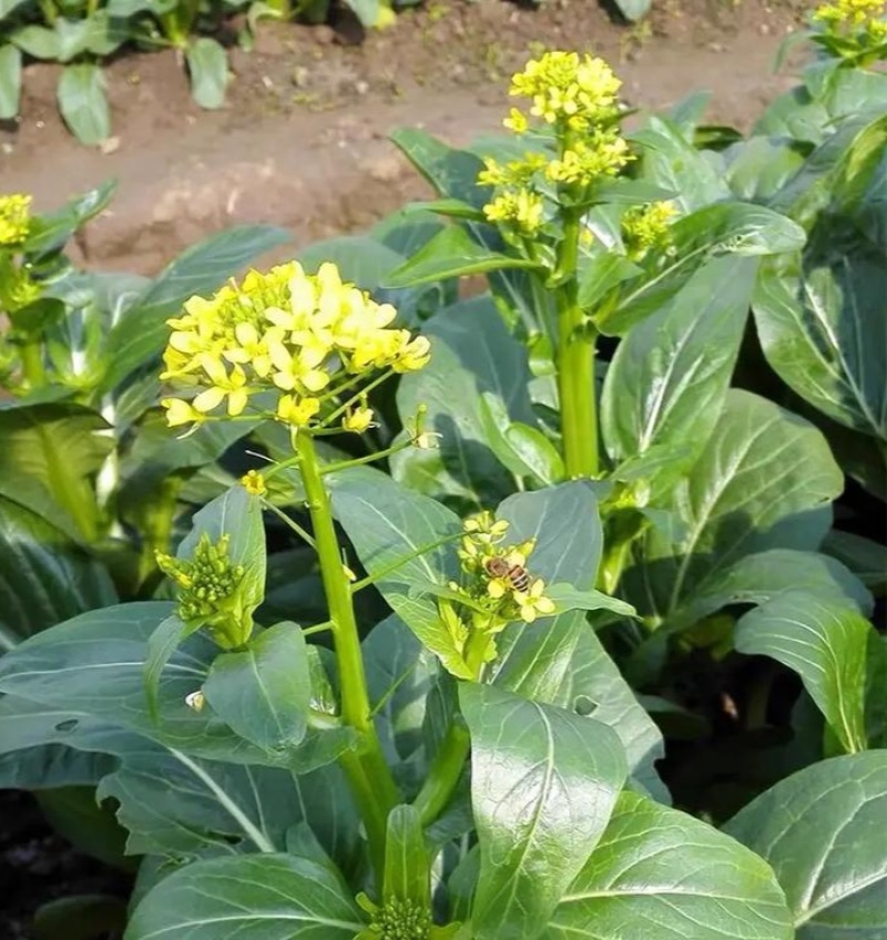 正源大种80天菜心种子油绿甜脆无渣茎苔粗大菜场优选矮脚绿