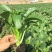 正源大种80天菜心种子油绿甜脆无渣茎苔粗大菜场优选矮脚绿