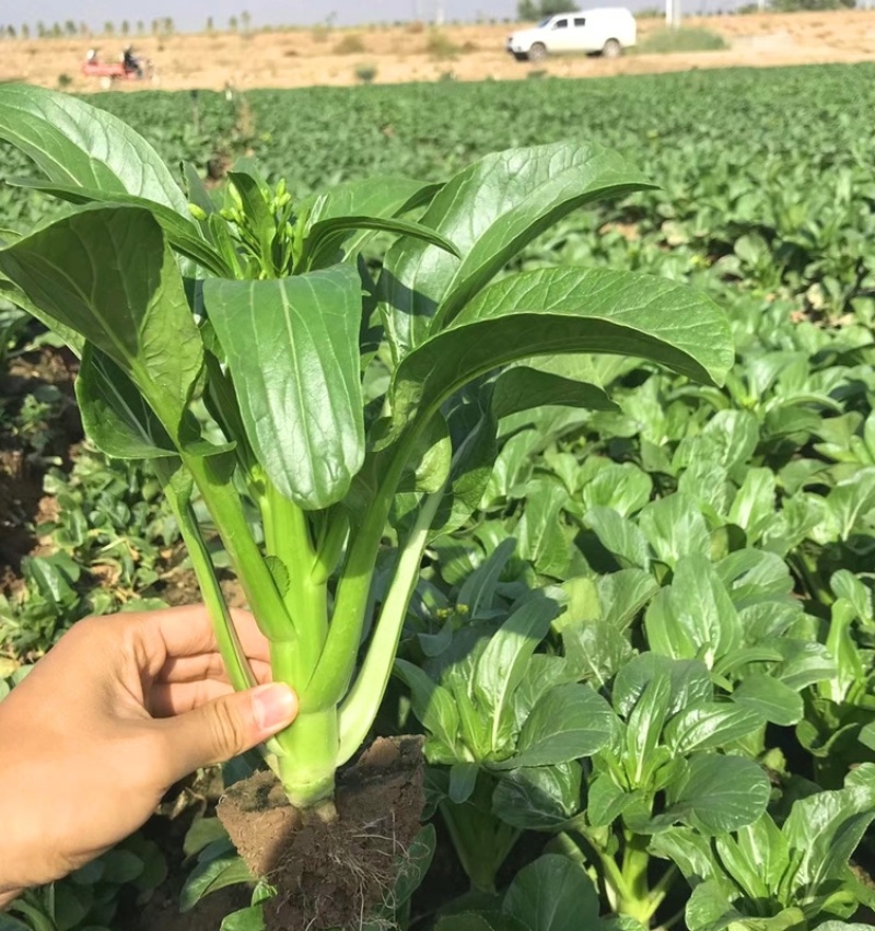 正源大种80天菜心种子油绿甜脆无渣茎苔粗大菜场优选矮脚绿