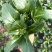 正源大种80天菜心种子油绿甜脆无渣茎苔粗大菜场优选矮脚绿