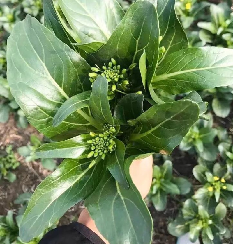 正源大种80天菜心种子油绿甜脆无渣茎苔粗大菜场优选矮脚绿