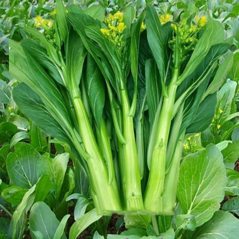 正源大种80天菜心种子油绿甜脆无渣茎苔粗大菜场优选矮脚绿