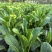 正源大种80天菜心种子油绿甜脆无渣茎苔粗大菜场优选矮脚绿