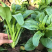 正源大种80天菜心种子油绿甜脆无渣茎苔粗大菜场优选矮脚绿