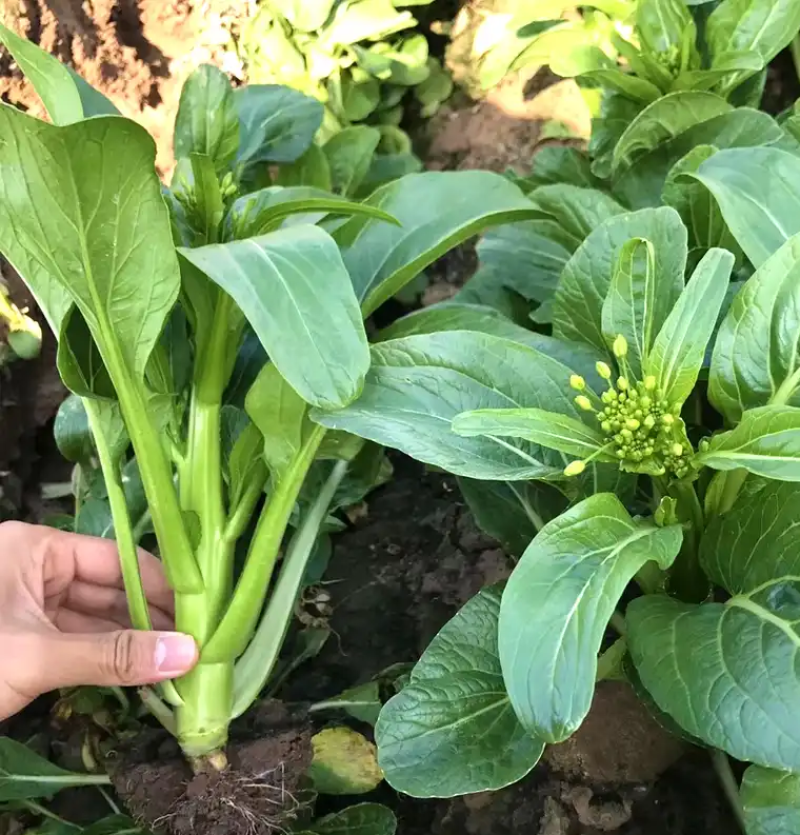 正源大种80天菜心种子油绿甜脆无渣茎苔粗大菜场优选矮脚绿