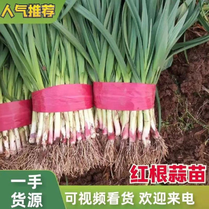 安阳内黄基地蒜苗大量上市中适合全国各大市场。