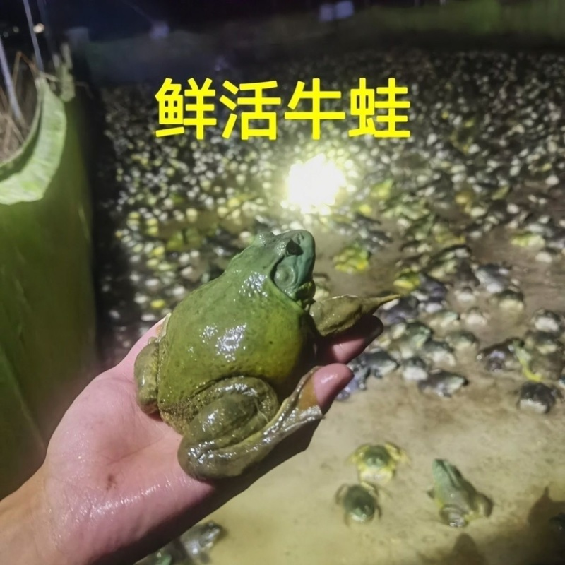 活体牛蛙配送茂名地区粤西地区配送包活批发店铺专送批发