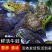 活体牛蛙配送茂名地区粤西地区配送包活批发店铺专送批发