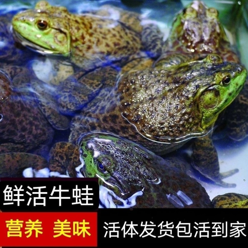 活体牛蛙配送茂名地区粤西地区配送包活批发店铺专送批发