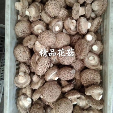 香菇