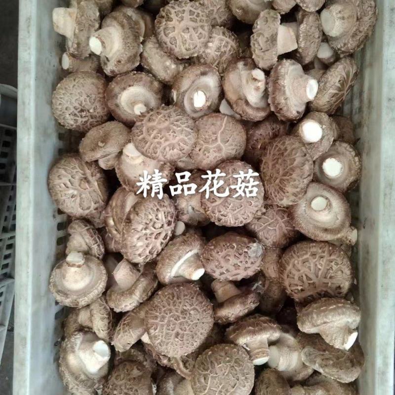 香菇