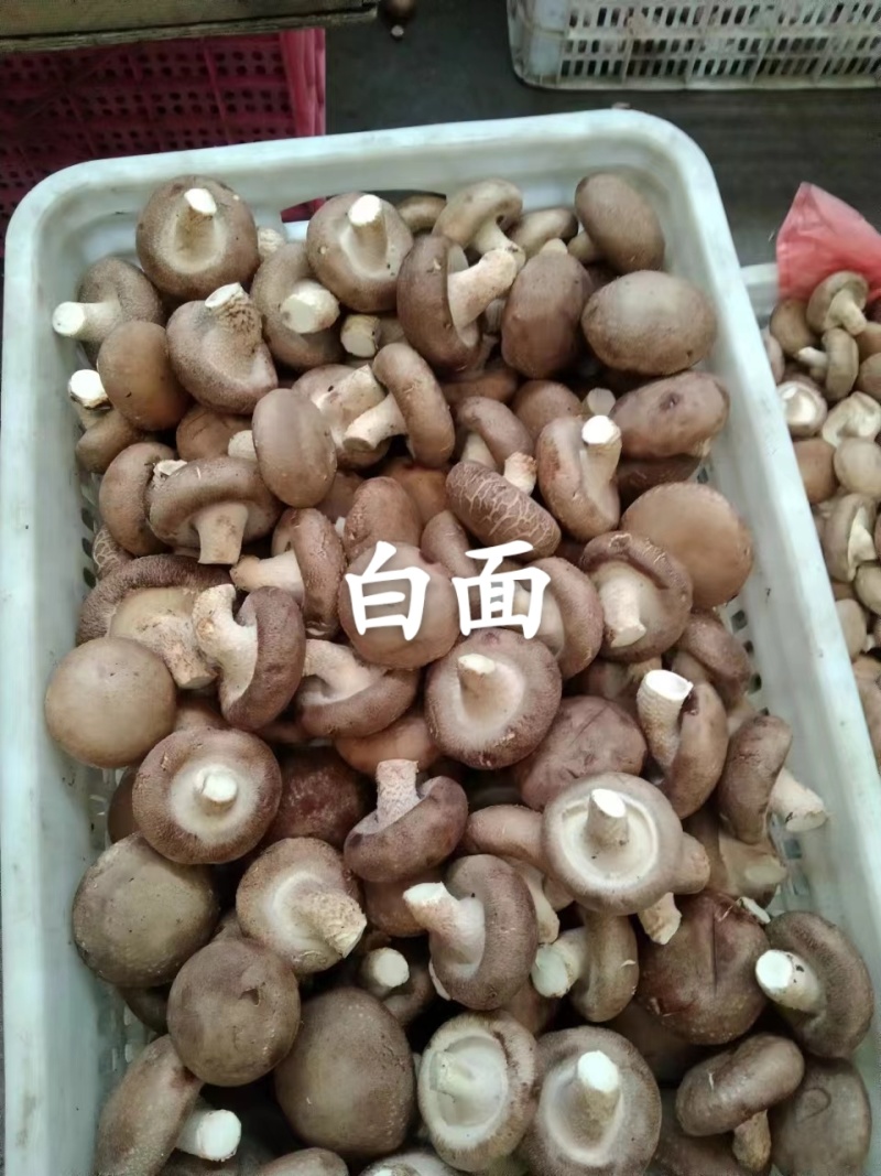 香菇