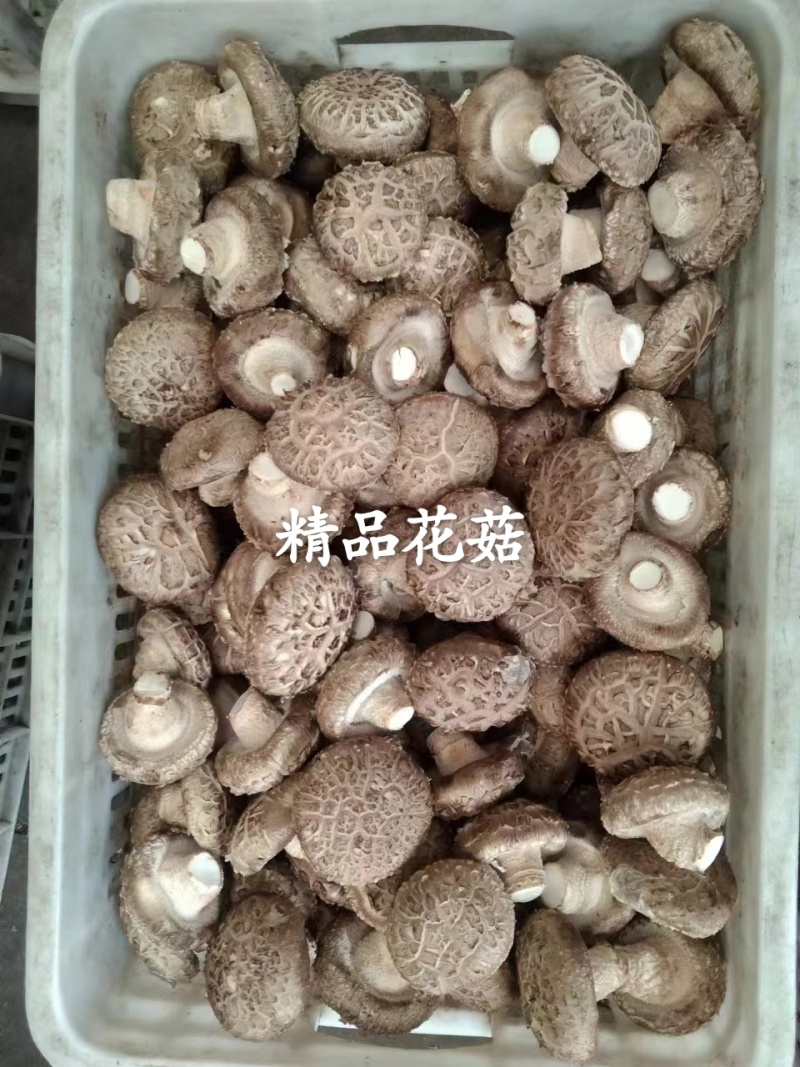 香菇