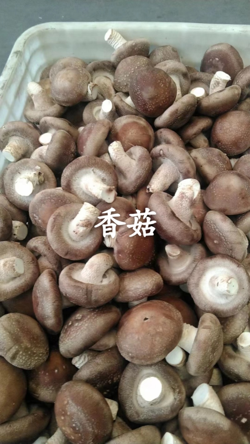 香菇