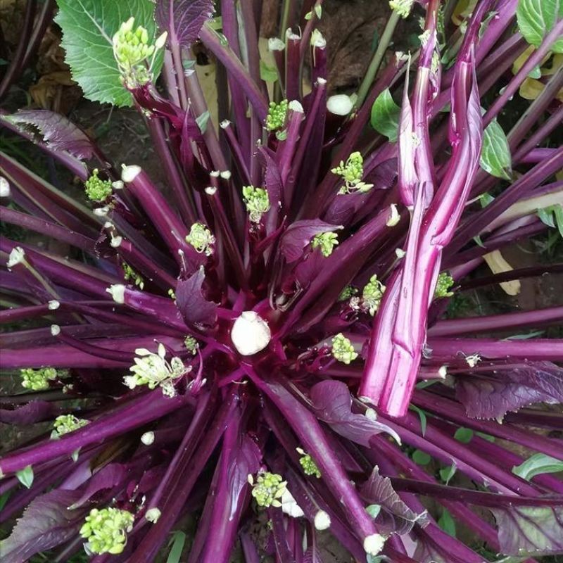 龙盛油亮七星剑红菜苔种子正宗紫红色菜薹种子中熟分枝性强