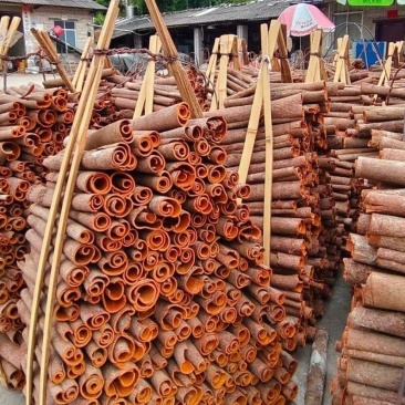 精选大通桂皮干货桂皮肉桂品质保证价格优惠