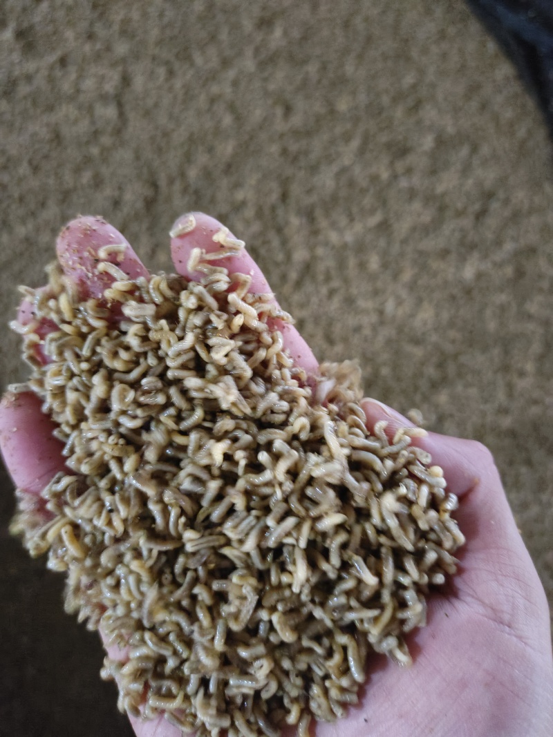 蝇蛆活虫，冻虫出售，有需要的老板请联系