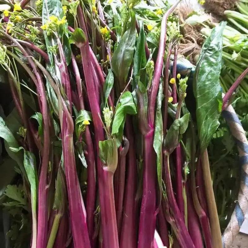 小叶御菜红菜苔种子早熟高产红油菜苔种籽正宗红菜薹种子味甜