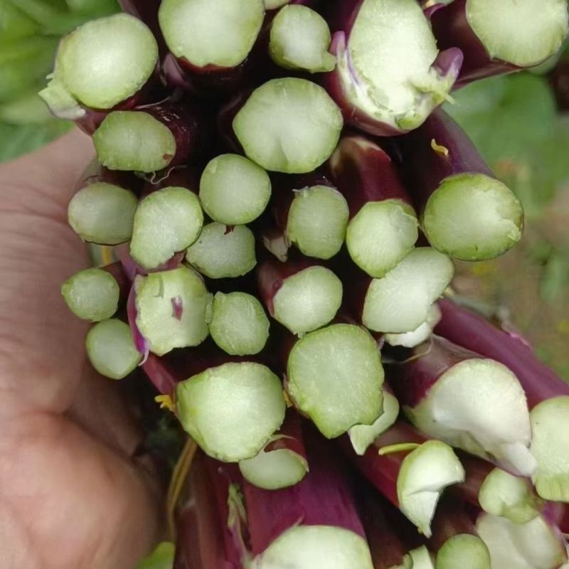 小叶御菜红菜苔种子早熟高产红油菜苔种籽正宗红菜薹种子味甜