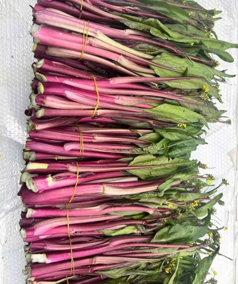 小叶御菜红菜苔种子早熟高产红油菜苔种籽正宗红菜薹种子味甜
