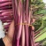 小叶御菜红菜苔种子早熟高产红油菜苔种籽正宗红菜薹种子味甜
