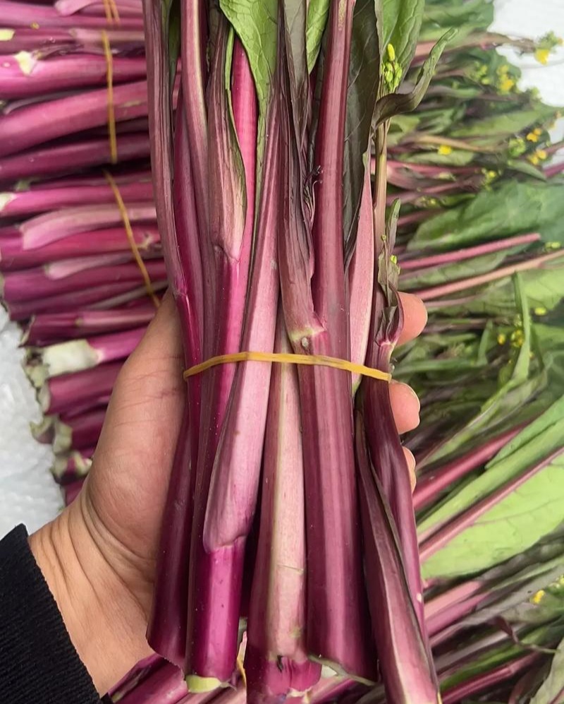 小叶御菜红菜苔种子早熟高产红油菜苔种籽正宗红菜薹种子味甜