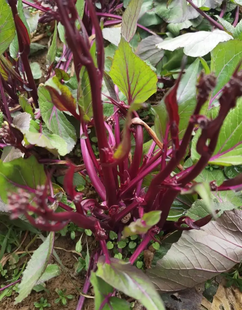 小叶御菜红菜苔种子早熟高产红油菜苔种籽正宗红菜薹种子味甜