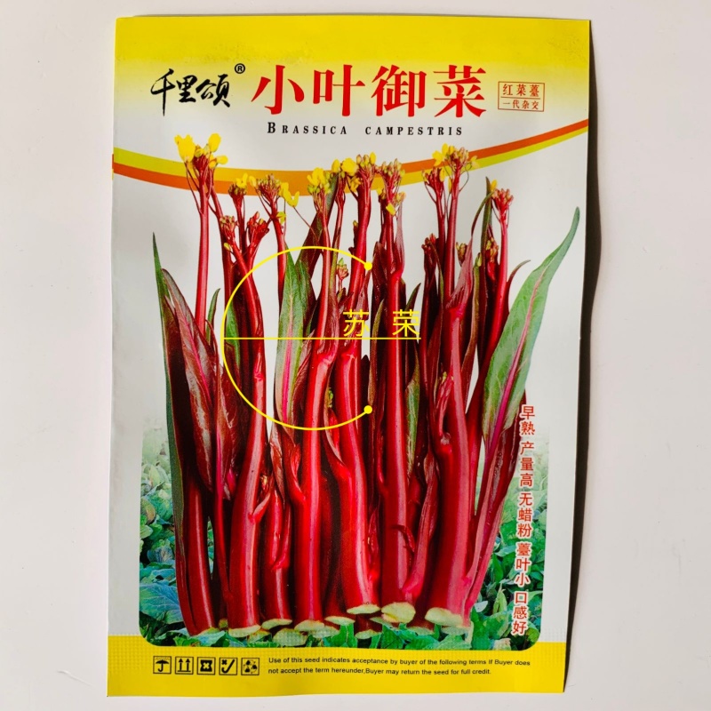 小叶御菜红菜苔种子早熟高产红油菜苔种籽正宗红菜薹种子味甜