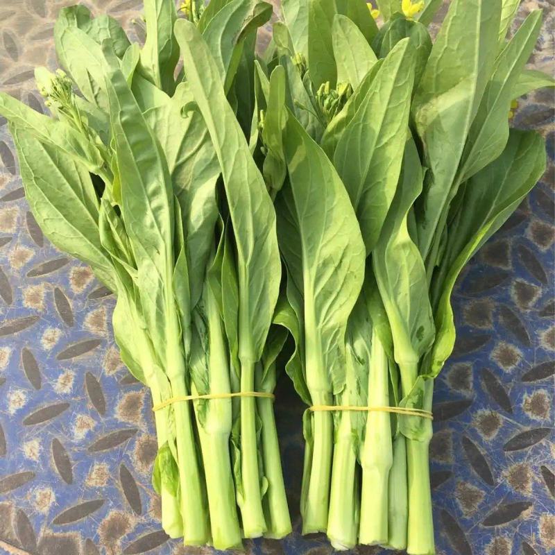 千里颂翠玉白菜苔种子抗病耐寒菜心菜苔种籽农家四季疏菜