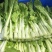 千里颂翠玉白菜苔种子抗病耐寒菜心菜苔种籽农家四季疏菜