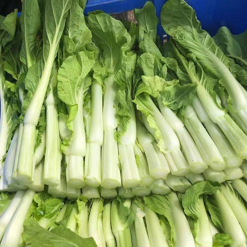 千里颂翠玉白菜苔种子抗病耐寒菜心菜苔种籽农家四季疏菜
