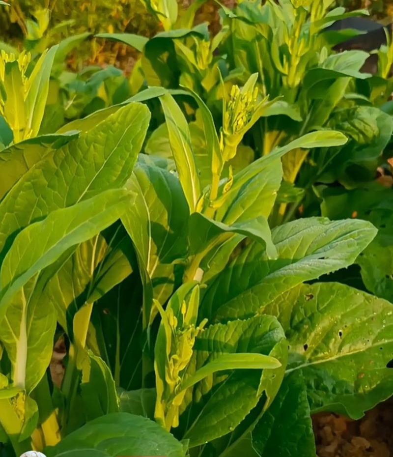 千里颂翠玉白菜苔种子抗病耐寒菜心菜苔种籽农家四季疏菜