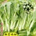 千里颂翠玉白菜苔种子抗病耐寒菜心菜苔种籽农家四季疏菜