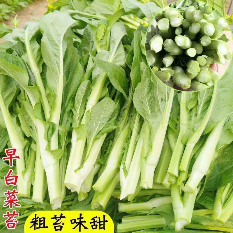 千里颂翠玉白菜苔种子抗病耐寒菜心菜苔种籽农家四季疏菜