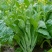 千里颂翠玉白菜苔种子抗病耐寒菜心菜苔种籽农家四季疏菜