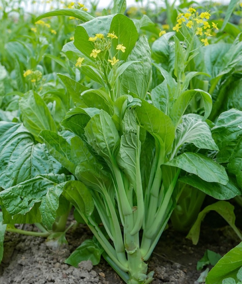 千里颂翠玉白菜苔种子抗病耐寒菜心菜苔种籽农家四季疏菜
