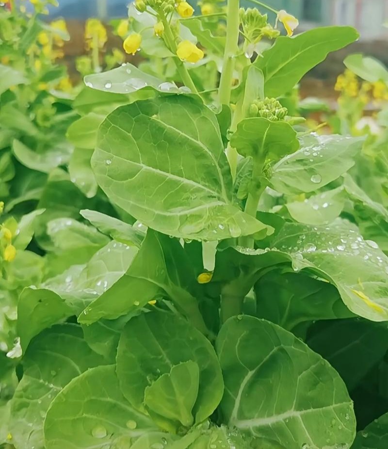 千里颂翠玉白菜苔种子抗病耐寒菜心菜苔种籽农家四季疏菜