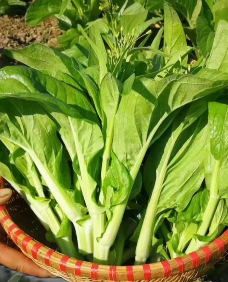 千里颂翠玉白菜苔种子抗病耐寒菜心菜苔种籽农家四季疏菜