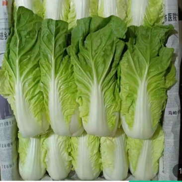 夏黄白菜/白菜/产地直发