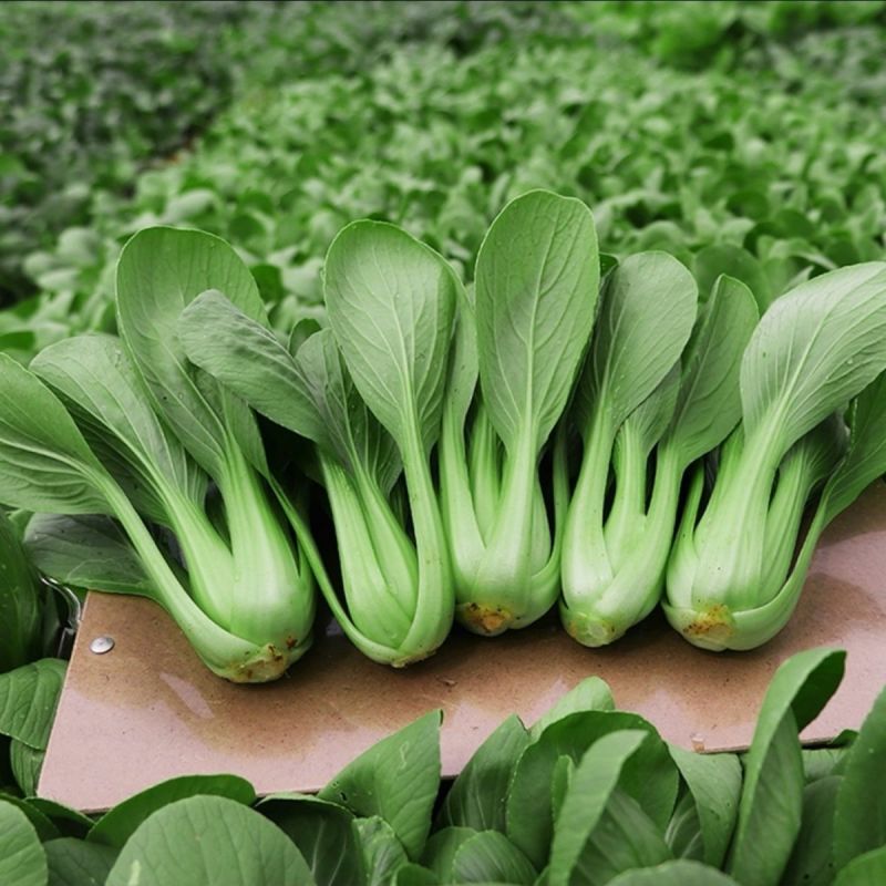 华尔兹圆宝青梗菜种子耐热耐湿油亮型青菜种子夏秋季抗热青菜